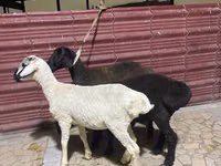 أغنام (دفعة، الجنس غير محدد), الأغنام — الصورة 3