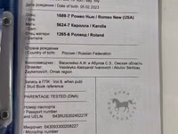 Stute, Arabian horse — Foto 6