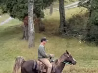 حصان, Rocky Mountain Horse — الصورة 2
