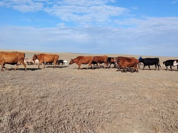 Vaca, Raza Kalmyk