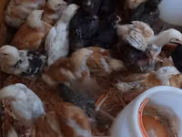 Chickens — Foto 3