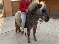 Hengst, Falabella — Foto 1