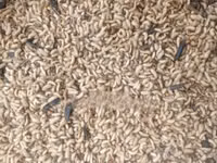 Black Soldier Fly — फ़ोटो 5
