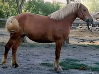 Mare, Haflinger — photo 5