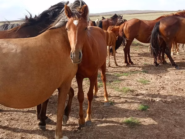 Horse (M), Horses