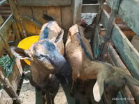 Ziegen (Partie, Geschlecht nicht angegeben), Alpine goat — Foto 3
