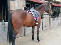 Stute, Hungarian horse breed — Foto 4