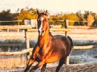 Horse (M), Shagya — photo 6