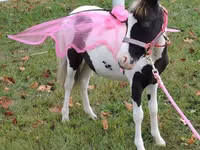 Stute, Miniature horse — Foto 4