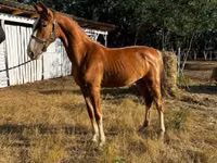 घोड़ी, Dutch warmblood horse — फ़ोटो 2