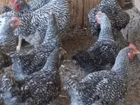 Chickens — photo 1