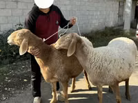 نعجة, Arashan sheep — الصورة 2