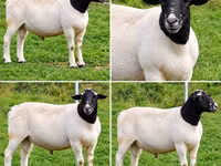 Carnero, Beltex sheep — foto 2
