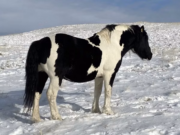 Hengst, Mugalzhar horse