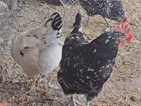 Chickens — Foto 4
