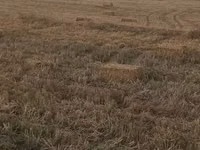 Saman balyaları – xırda (düzbucaqlı) balya - Məzmun: biçindən sonra — foto 2