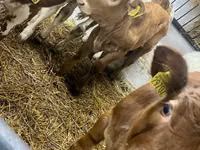 Cow, Cattle — photo 3