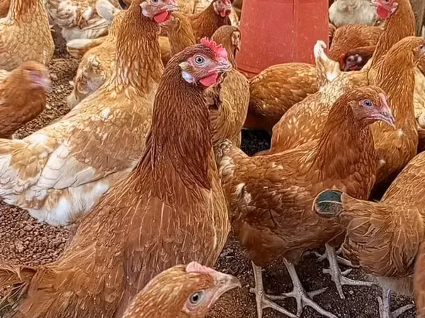 Chickens — Kenia