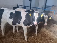 Vaca, Russian Black pied cattle — foto 7