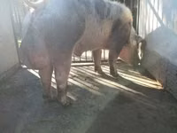 Boar — photo 3