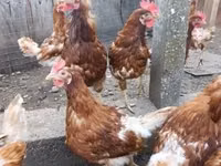 Chickens — foto 2