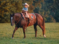 Hengst, Quarter Horse — Foto 2