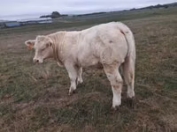 Bull, Charolais cattle — photo 5