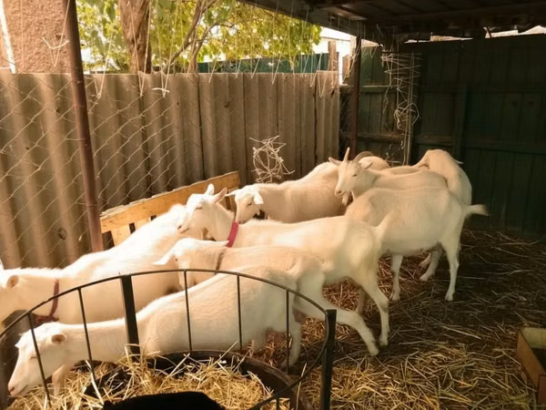 Goats (batch, sex not specified), Pomellata goat