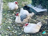 Domestic Muscovy — photo 4