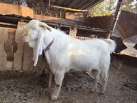 Billy Goat, Gulabi goats — photo 7