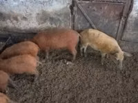 Boar — photo 4