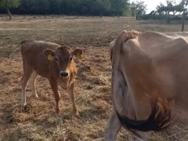 Vaca, Raza Jersey