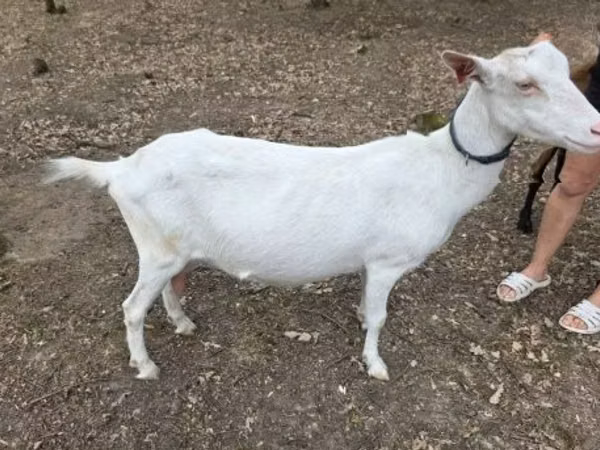 बकरी, Saanen goat