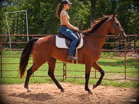 Mare, Standardbred — photo 1