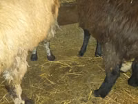 Ram, Qashqai sheep — photo 4
