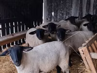 Ram, White Suffolk sheep — photo 1