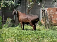 Ram, Sheep — photo 2
