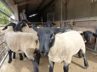 Schaf, White Suffolk sheep — Foto 3