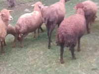 母羊, Sheep — 照片 2