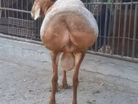 公羊, Saryarka sheep — 照片 4