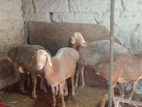 Sheep, Afghan Arabi sheep — photo 1