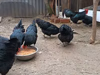 Australorp — Foto 5