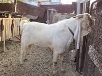 Billy Goat, Gulabi goats — photo 2