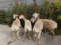 母羊, Sheep — 照片 1