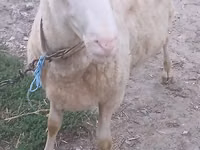 मेढ़ा, Bessarabian sheep — फ़ोटो 1