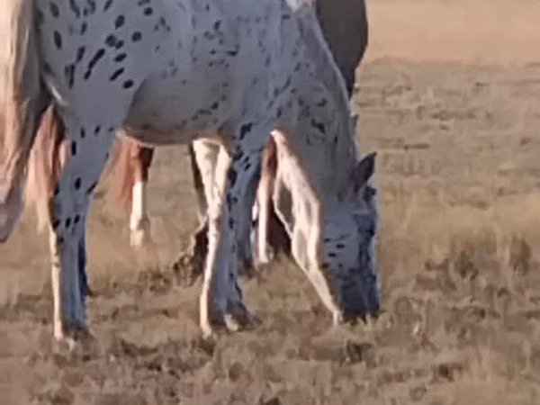 Horse (M), Priob horse