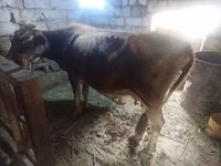 Vaca, Ganado vacuno — foto 1