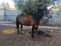 Mare, Horses — photo 4