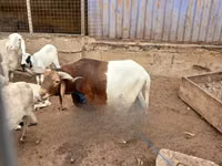 Ram, South meat sheep — photo 3