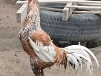 Czech Gold Brindled Hen — photo 1